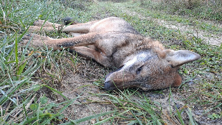 Lupo trovato morto nel Parco Nazionale d’Abruzzo Lazio e Molise